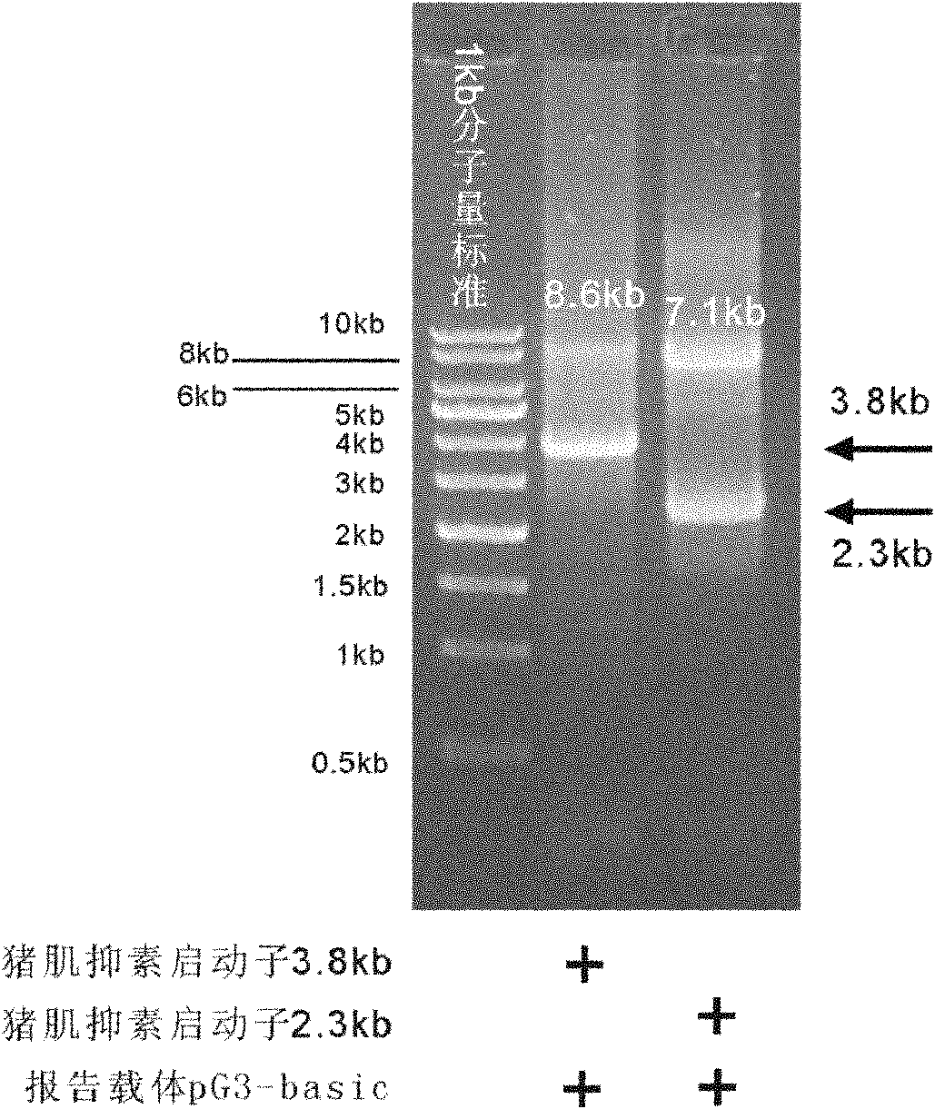 Method for cloning seamless gene