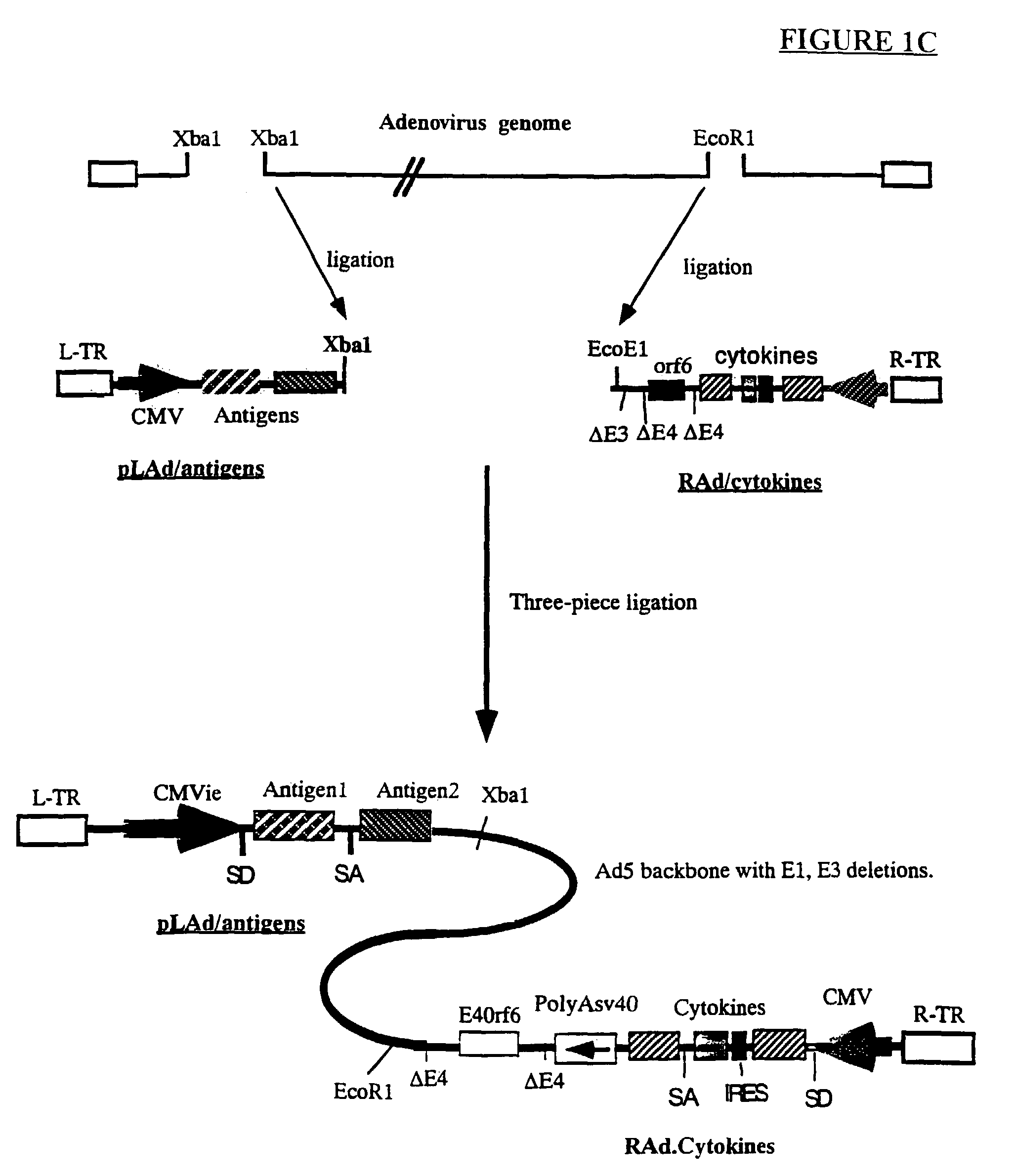 Method of vaccination through serotype rotation