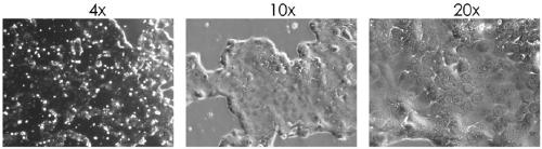 Method for constructing pancreatic cancer cell line by positive expression of Chinese B7-H5