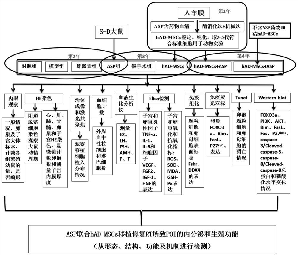 Experimental method for treating POI by combining ASP with hAD-MSCs