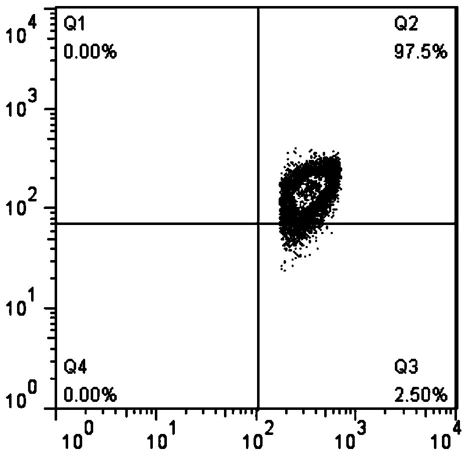 Culture method for regulatory T cells (Tregs) of mice by inducing of aggregation-induced emission luminogen (AIEgen) DPA-SCP