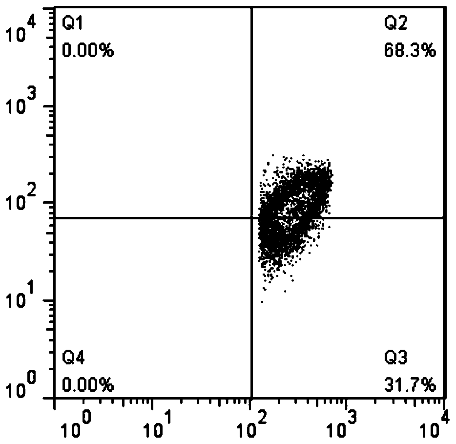 Culture method for regulatory T cells (Tregs) of mice by inducing of aggregation-induced emission luminogen (AIEgen) DPA-SCP