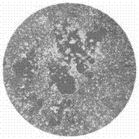 Zika virus vaccine based on chimpanzee adenovirus vector and preparation method thereof