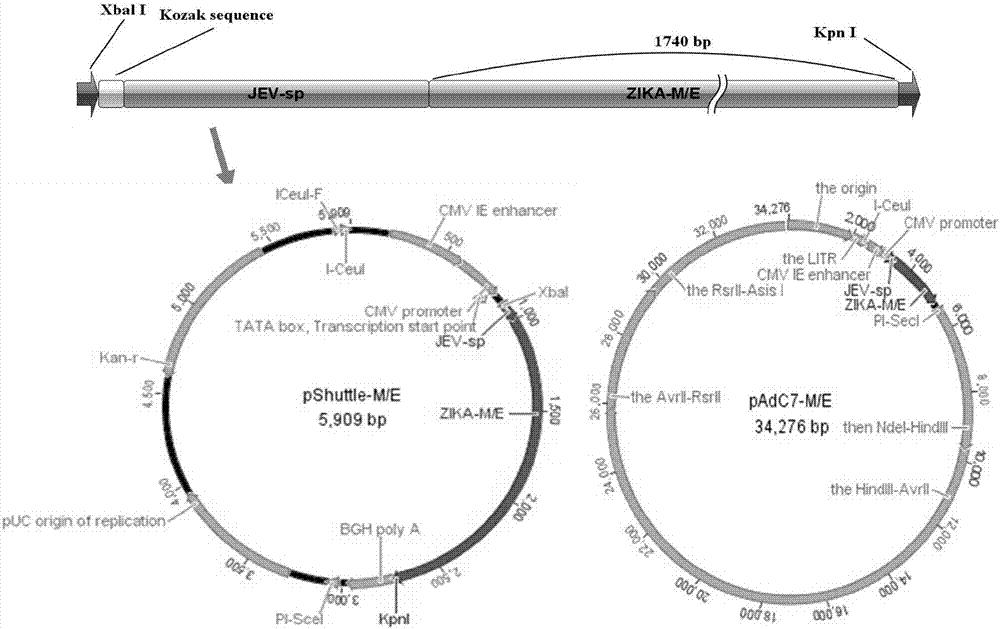 Zika virus vaccine based on chimpanzee adenovirus vector and preparation method thereof