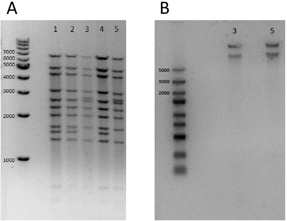 Zika virus vaccine based on chimpanzee adenovirus vector and preparation method thereof