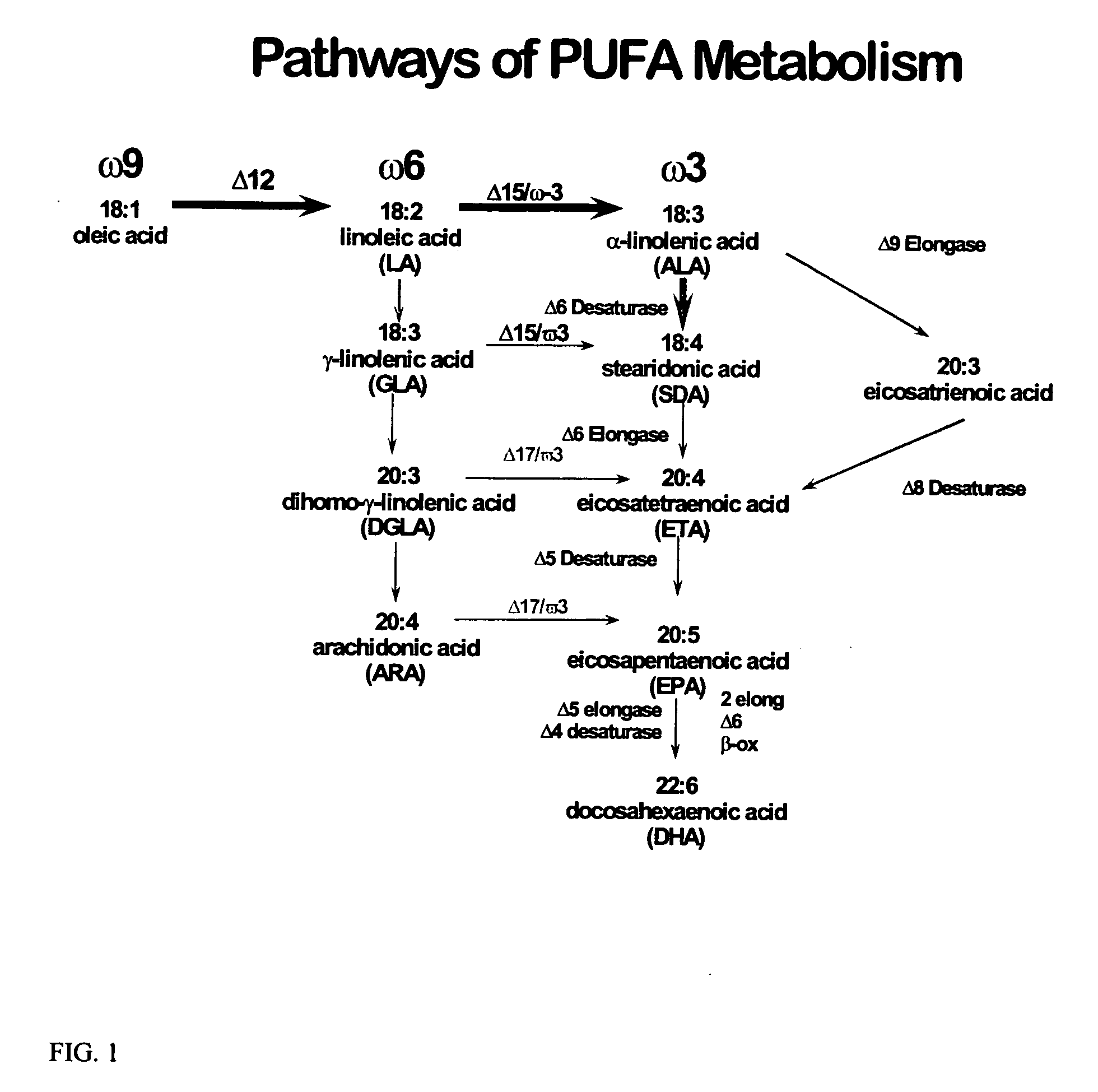 Food compositions incorporating stearidonic acids