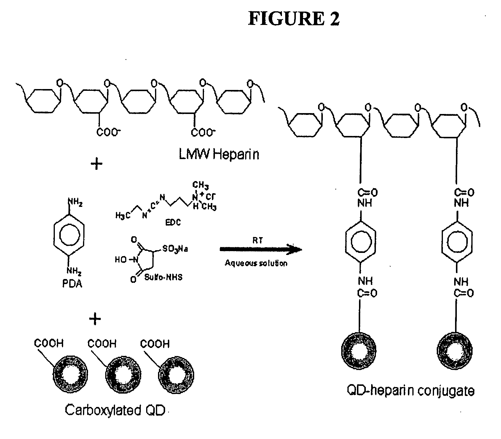 Production of tissue engineered digits and limbs