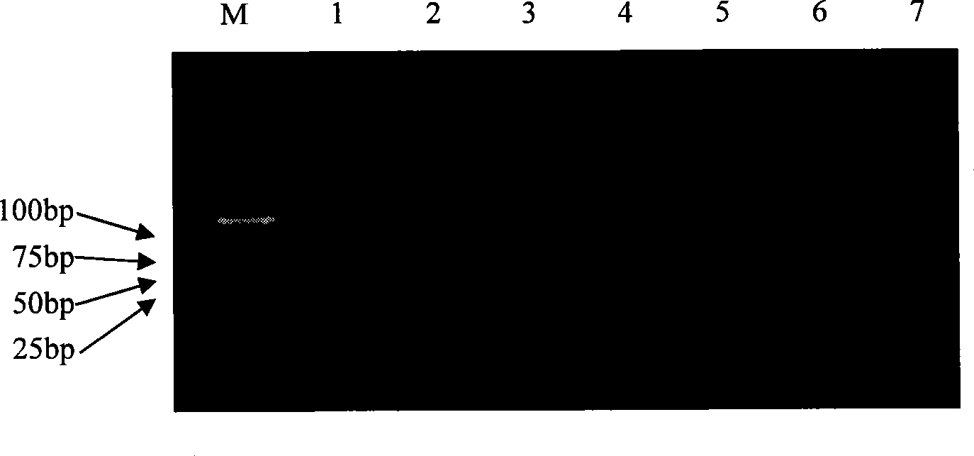 Method for detecting bio bar code for bluetongue virus