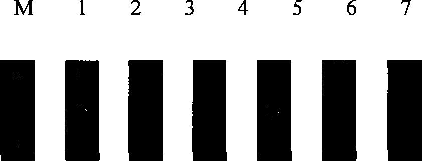 Method for detecting bio bar code for bluetongue virus