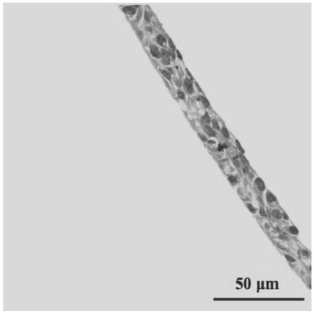 Multifunctional organ chip based on microfluidic technology, preparation method and application thereof