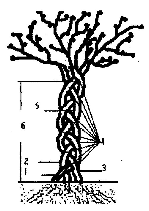 Combined plant shaping of multiple ligneous plant