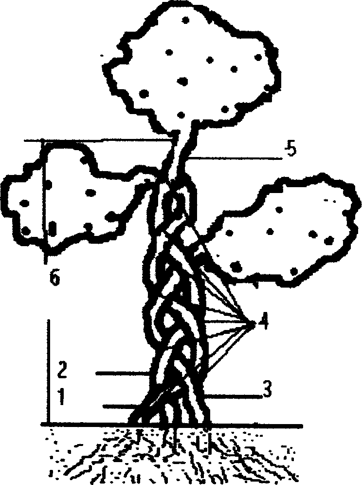 Combined plant shaping of multiple ligneous plant