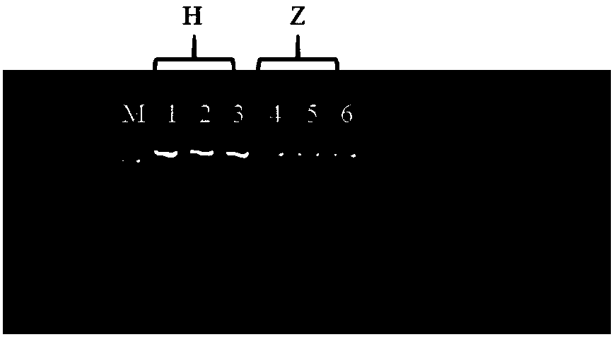 Amplification primer of cytochrome b gene of lanius tigrinus and lanius schach and amplification method