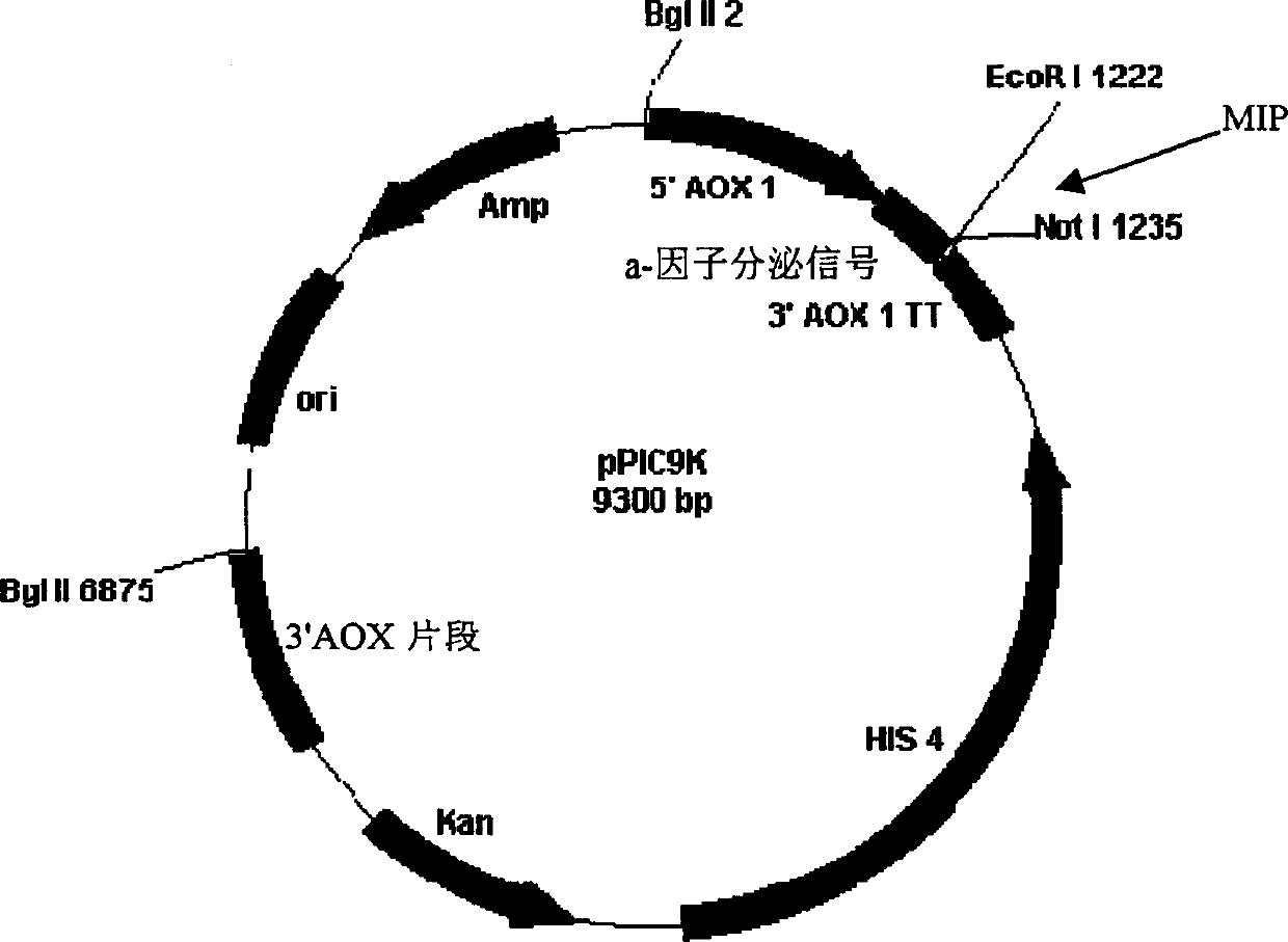 Novel process for genetic engineering preparation of insulin and insulin analogs