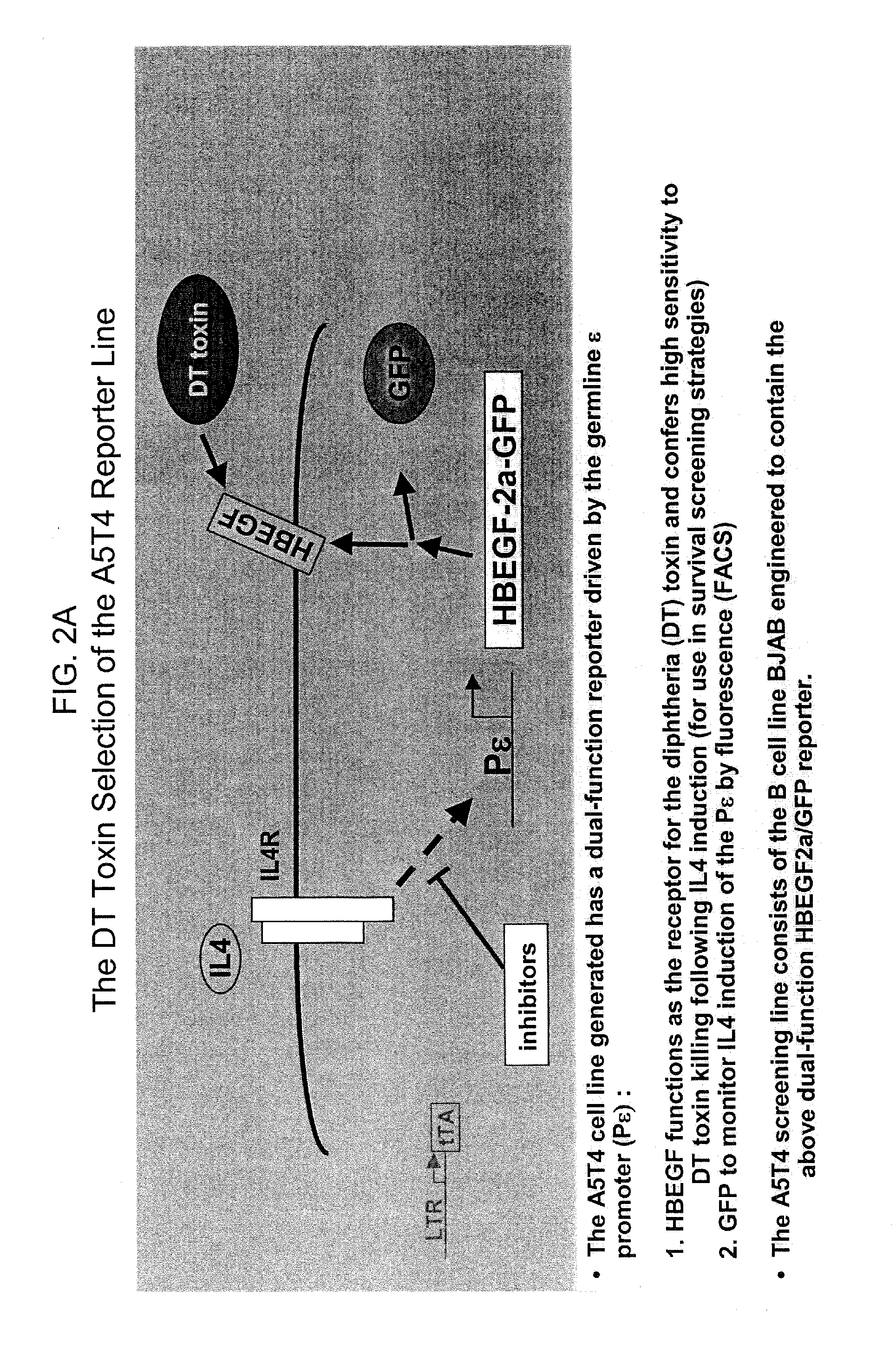 Methods of identifying compounds that modulate il-4 receptor-mediated ige synthesis utilizing a chloride intracellular channel 1 protein