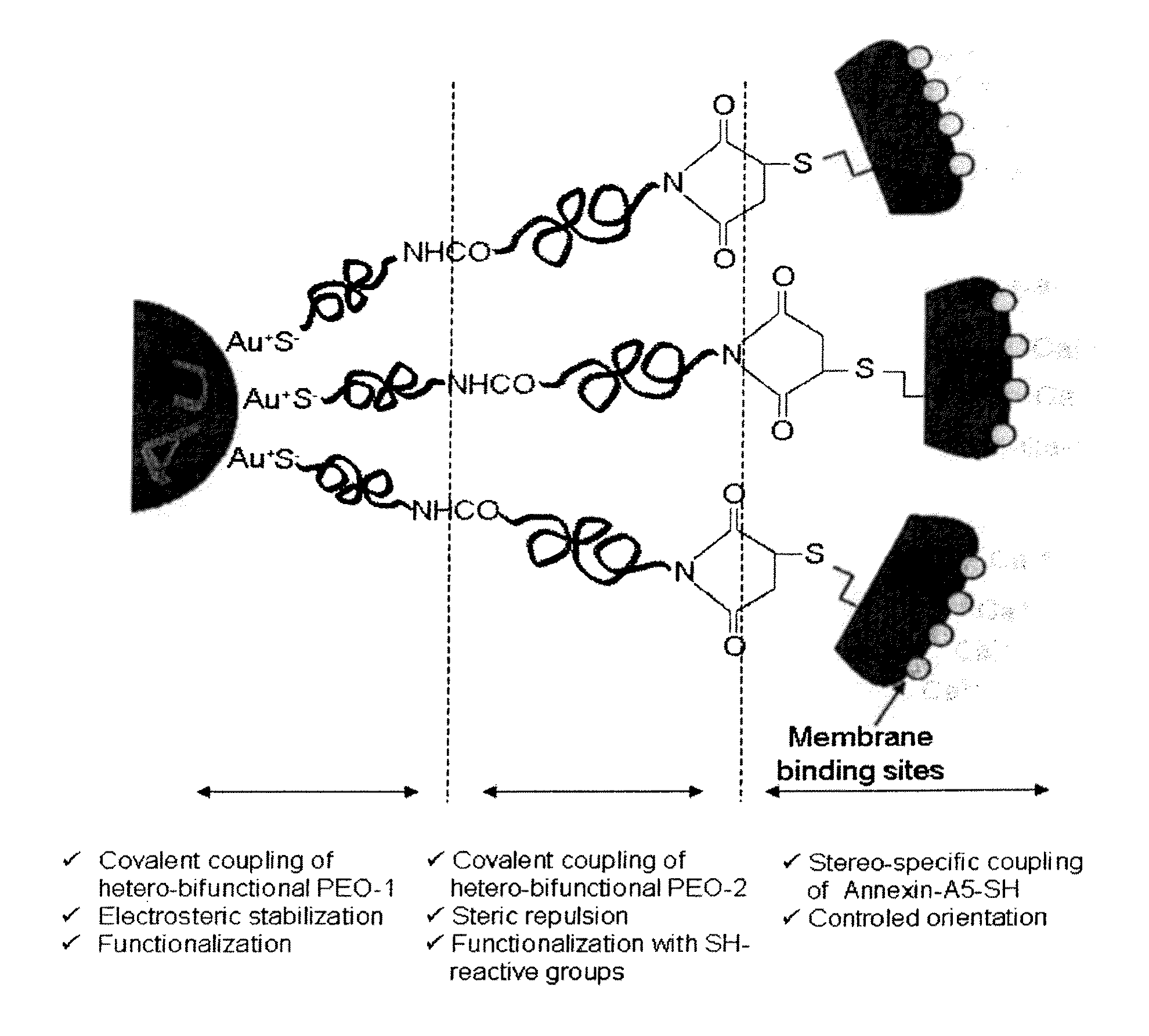 Functionalization of gold nanoparticles with oriented proteins, application to the high-density labeling of cell membranes