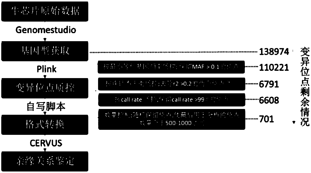 SNP molecular marker combination for establishing Luxi cattle pedigree