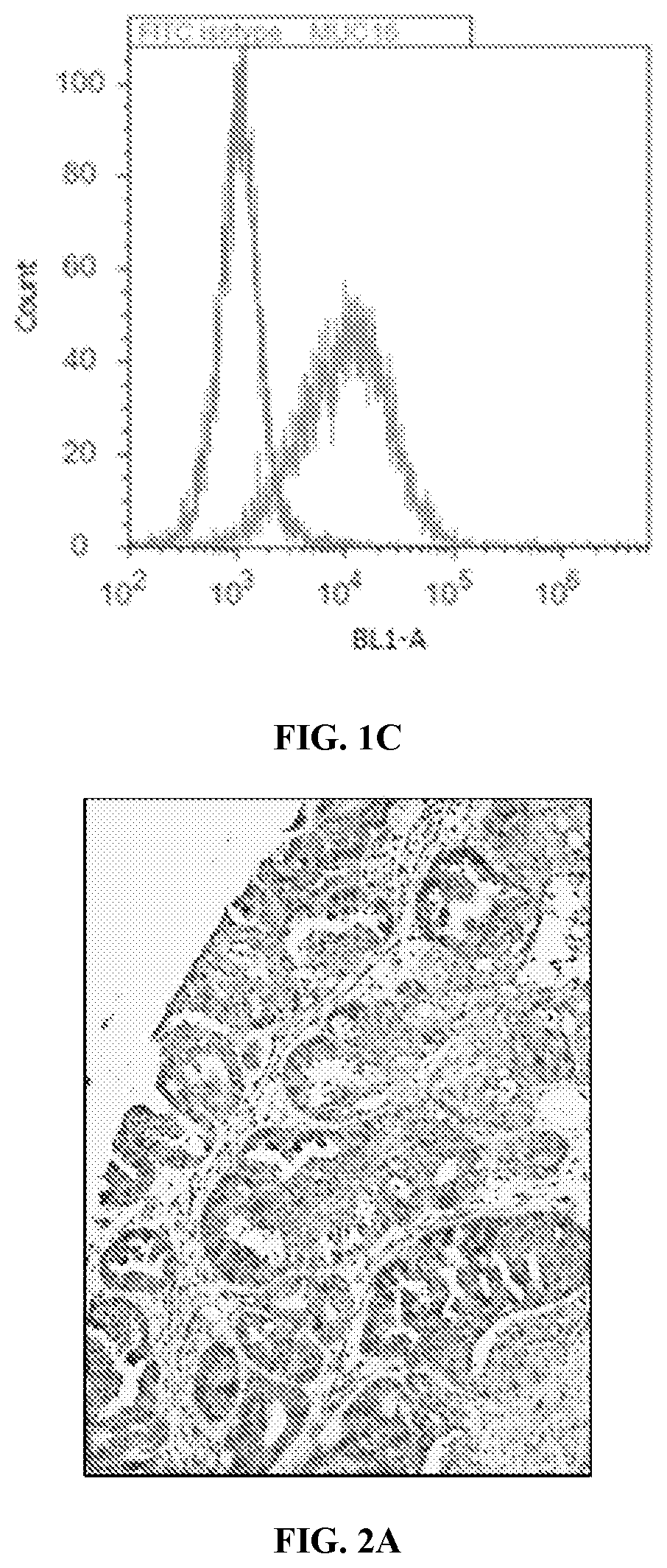 Chimeric antigen receptors and compositions and methods of use thereof