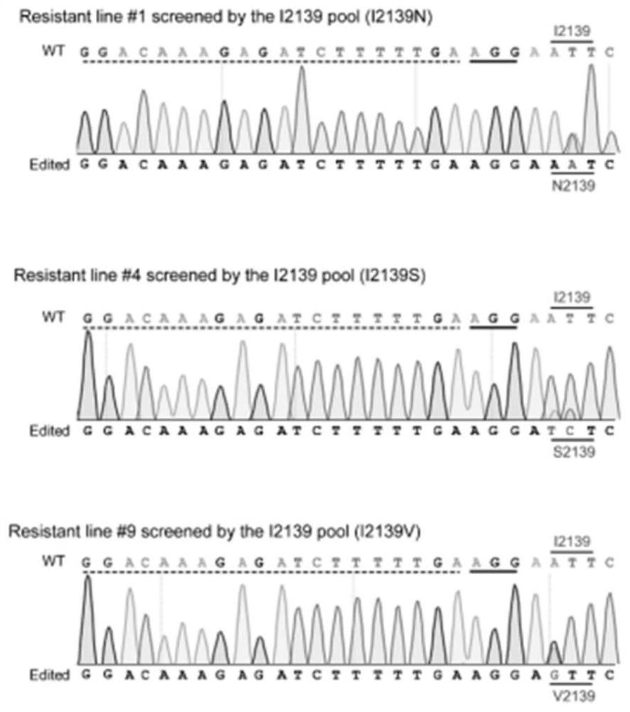 Method for guiding editing system to mediate crops to generate endogenous herbicide resistance