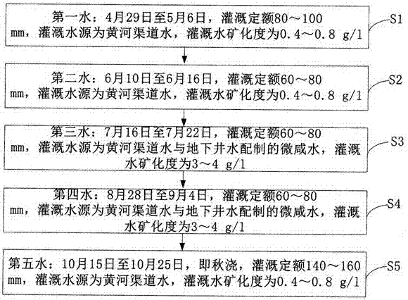 A brackish water irrigation method for Lycium barbarum in salinized irrigation areas