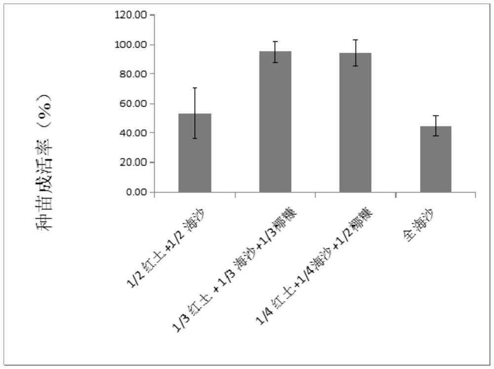 A kind of method for seed germination and seedling raising method of chrysanthemum