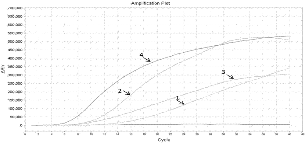 RAA (recombinase-aid amplification) constant-temperature fluorescence detection method and reagent for SIV (shrimp iridovirus)