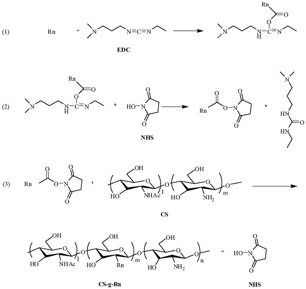 Oligoarginine covalently modified chitosan, and preparation method, screening and application thereof