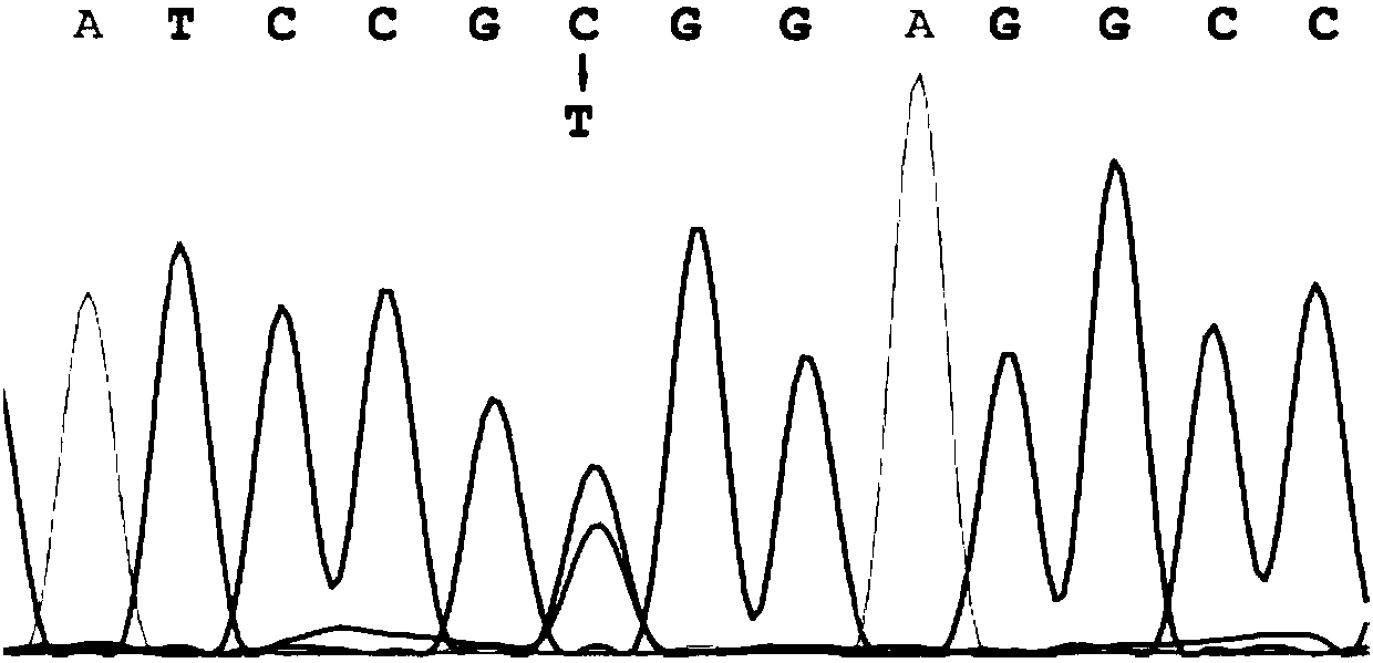 Molecular marker of TrkA gene as sheep lambing number characteristic and application of molecular marker