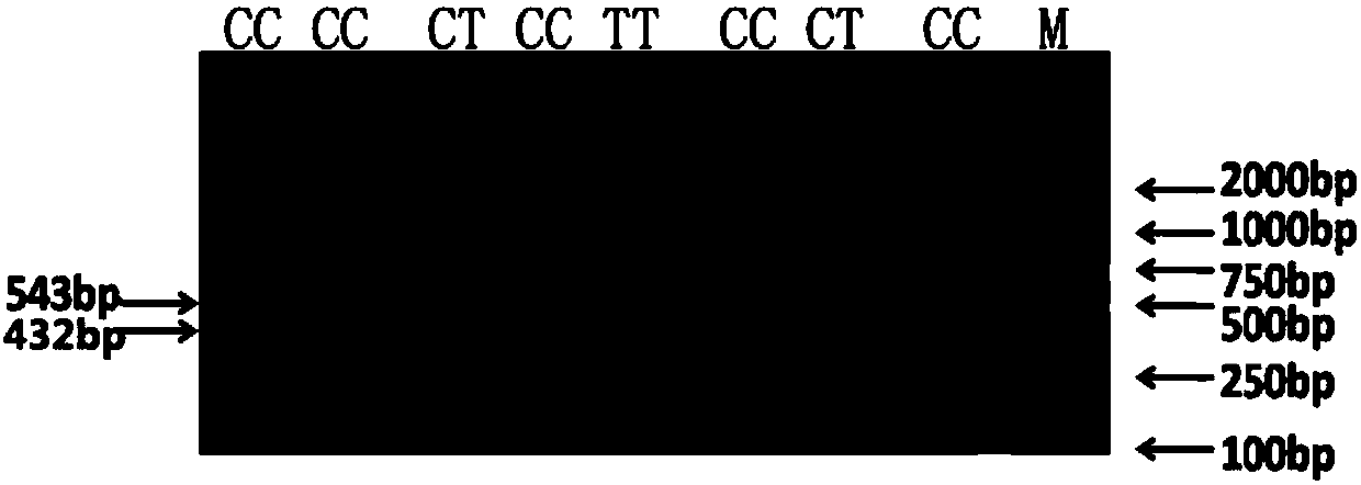 Molecular marker of TrkA gene as sheep lambing number characteristic and application of molecular marker