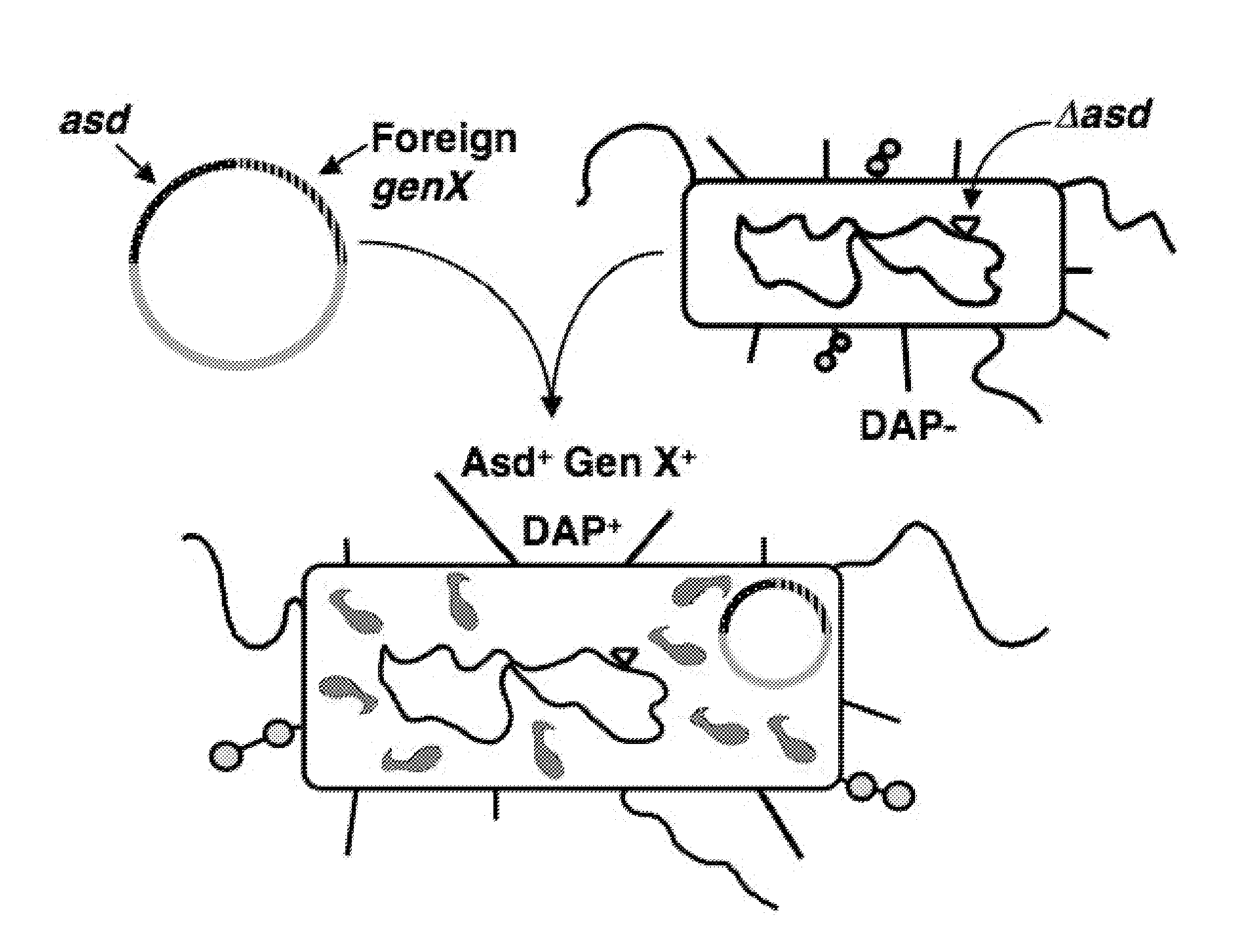 Recombinant bacteria comprising vectors for expression of nucleic acid sequences encoding antigens