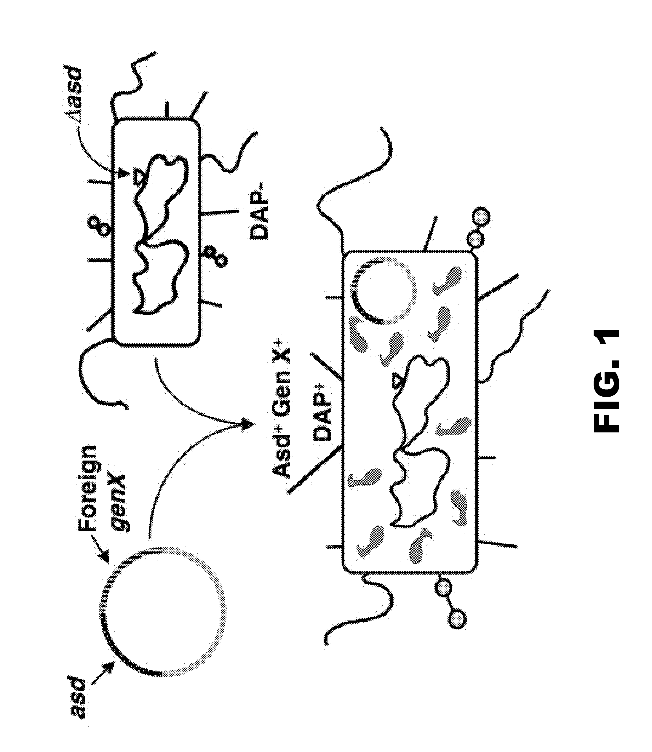 Recombinant bacteria comprising vectors for expression of nucleic acid sequences encoding antigens