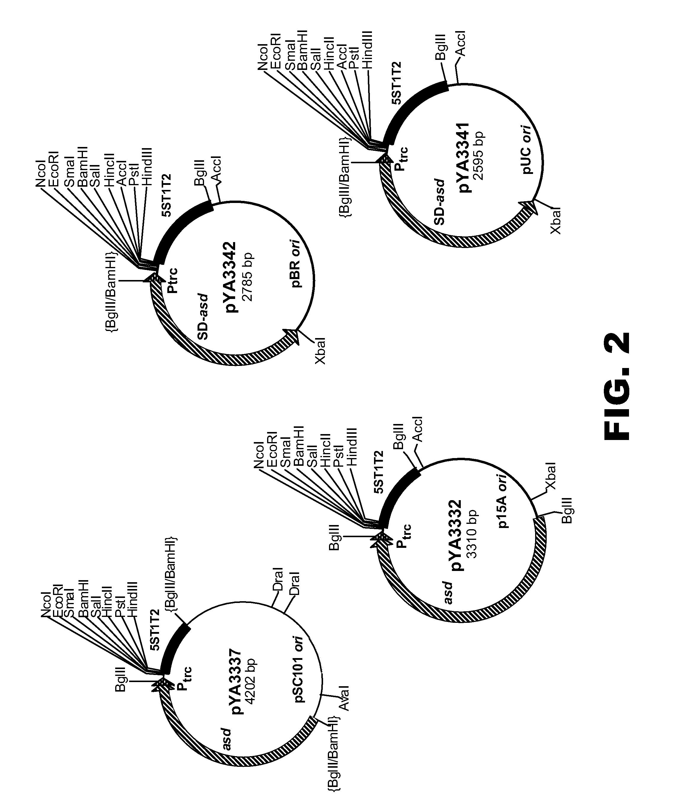 Recombinant bacteria comprising vectors for expression of nucleic acid sequences encoding antigens