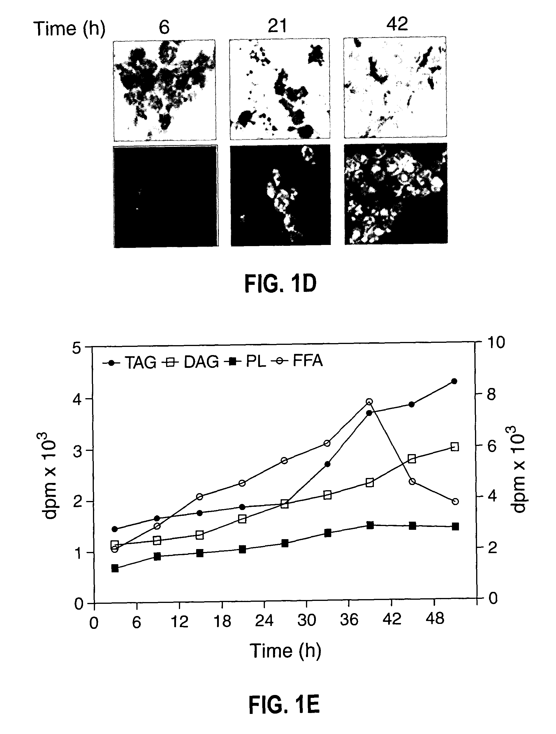 Triacylglycerol biosynthesis in the cytosol of eukaryotes