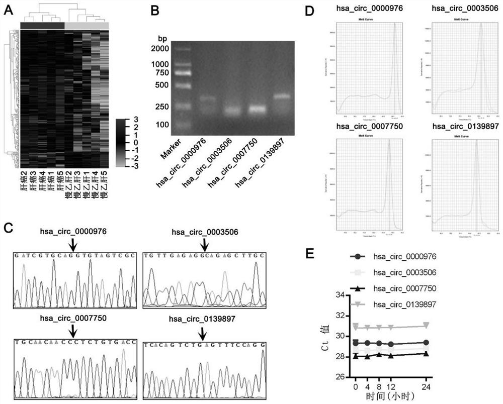 Liver cancer diagnostic markers and diagnostic kits composed of plasma circular RNA