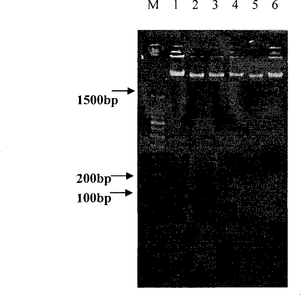 Method for extracting total DNA from milk