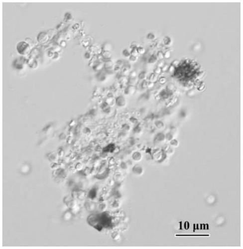 A high protein-producing Chlorella and its culture method and application