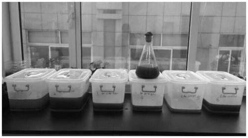 A high protein-producing Chlorella and its culture method and application