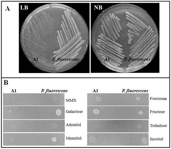 Pseudomonas for bacterial disease control and application