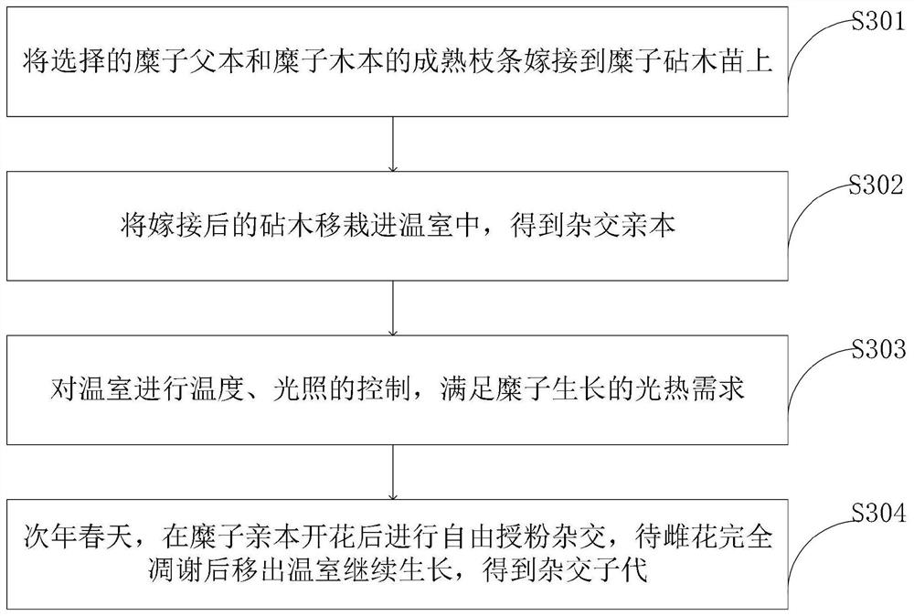 Application of broom corn millet gene molecular marker in identification of broom corn millet yield-related traits