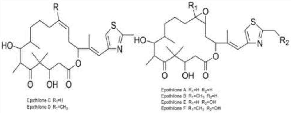 A kind of doxorubicin polyethylene glycol epothilone b conjugate and preparation method thereof