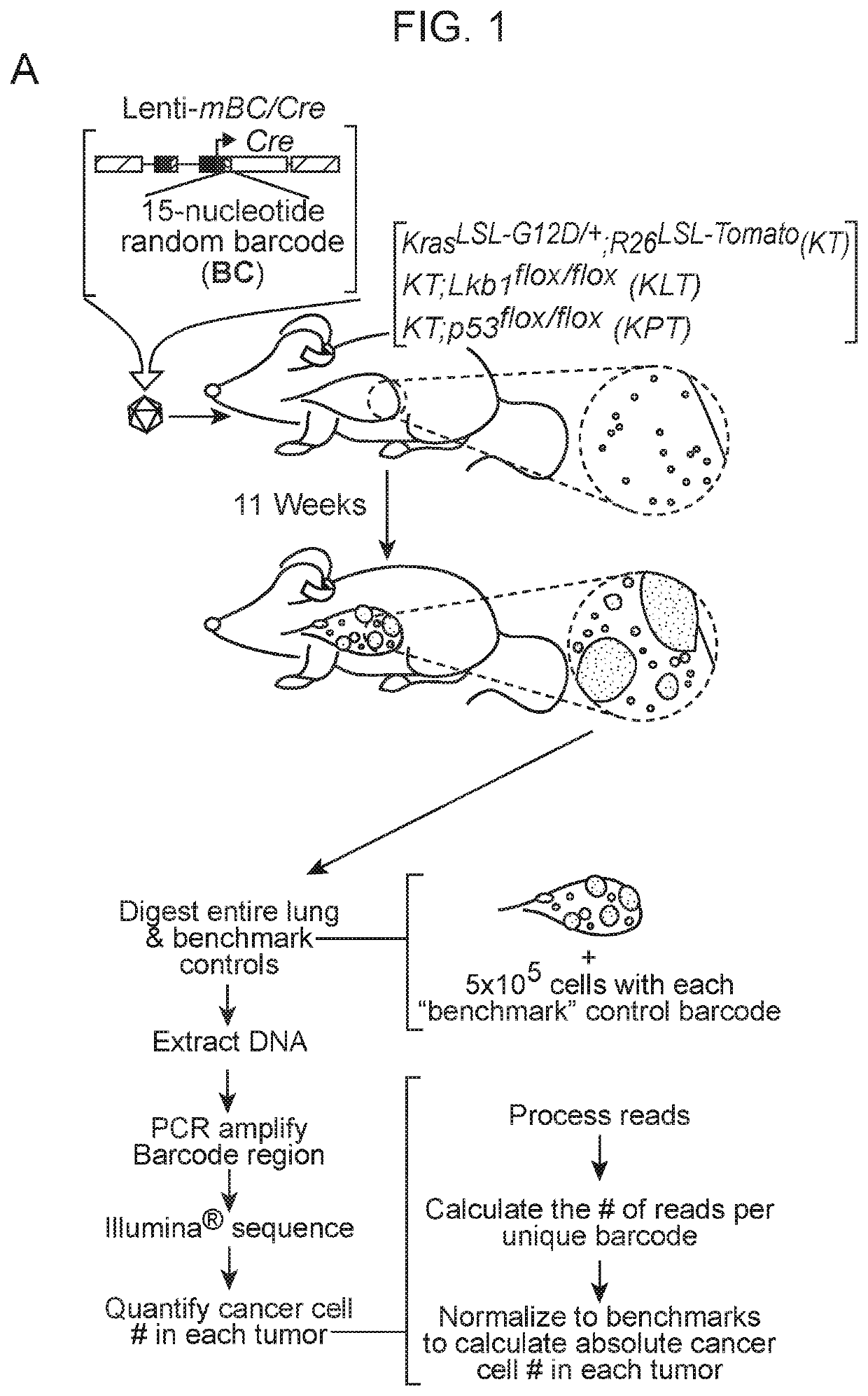 Compositions and methods for multiplexed quantitative analysis of cell lineages