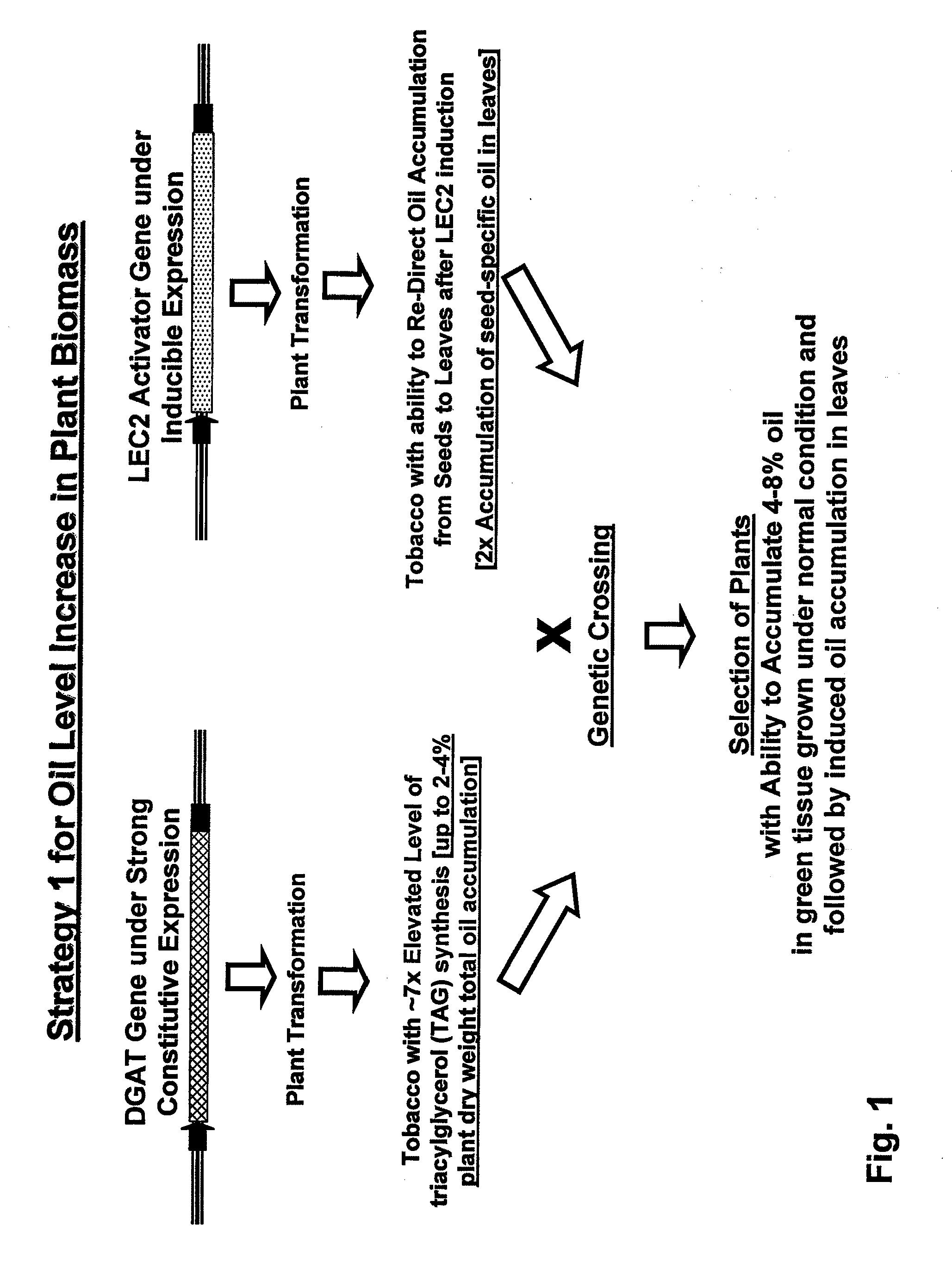 Engineered biomass with increased oil production