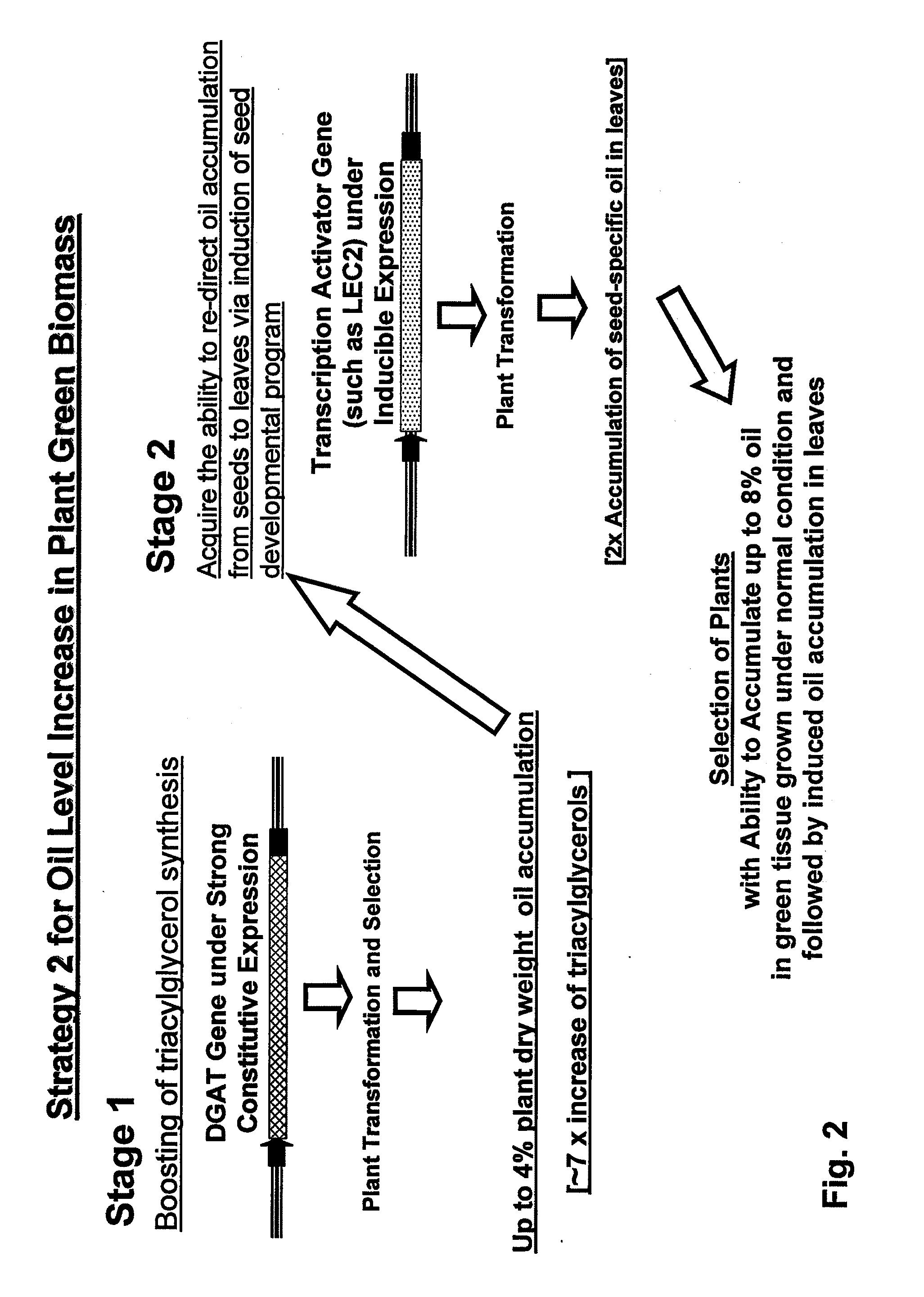 Engineered biomass with increased oil production