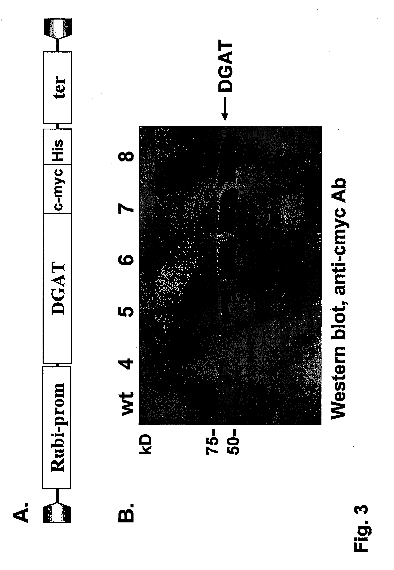 Engineered biomass with increased oil production