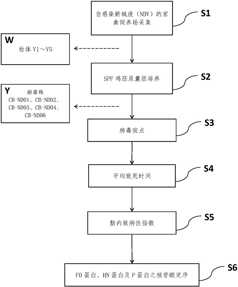 Virus strain capable of being used for preparing VII type newcastle disease vaccine and encoding gene thereof