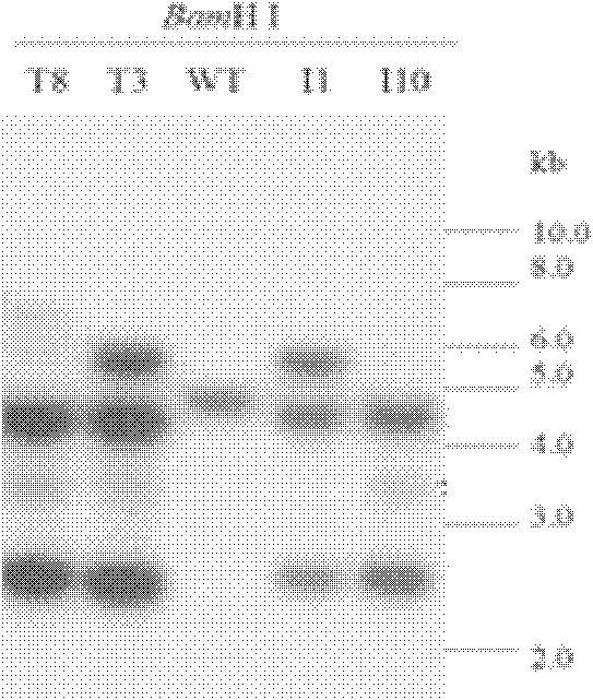 Tobacco chloroplast genome recombination hotspot short-sequence NtcpRH23