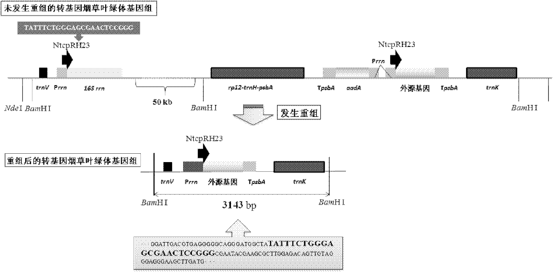 Tobacco chloroplast genome recombination hotspot short-sequence NtcpRH23