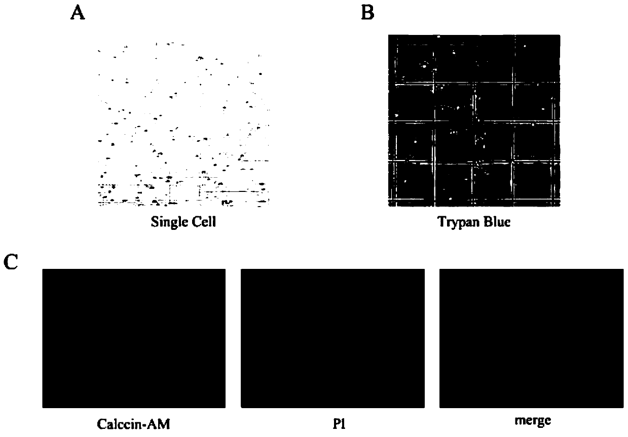 Production method and application of bladder urothelium single-cell suspension used for single-cell sequencing