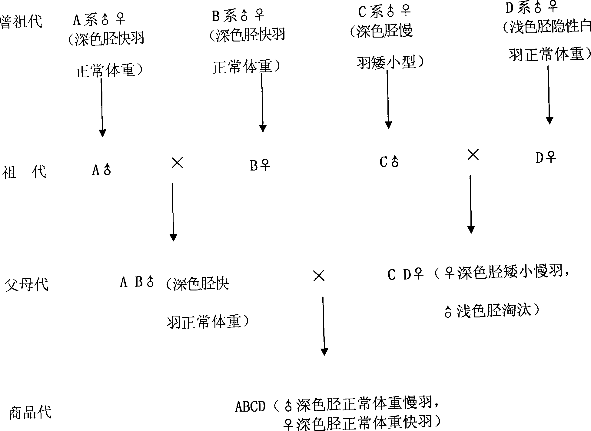 Seed production method of dwarf broiler chicken with deep-color leg