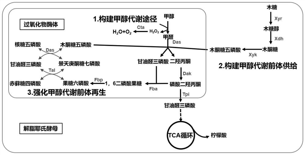 Recombinant yarrowia lipolytica genetically engineered bacterium biotransformed by methanol as well as construction method and application of recombinant yarrowia lipolytica genetically engineered bacterium